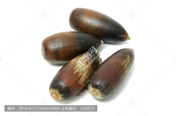 橡子