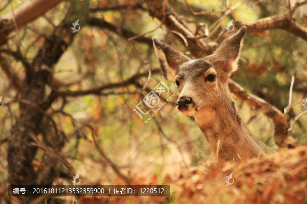 DOE騾鹿