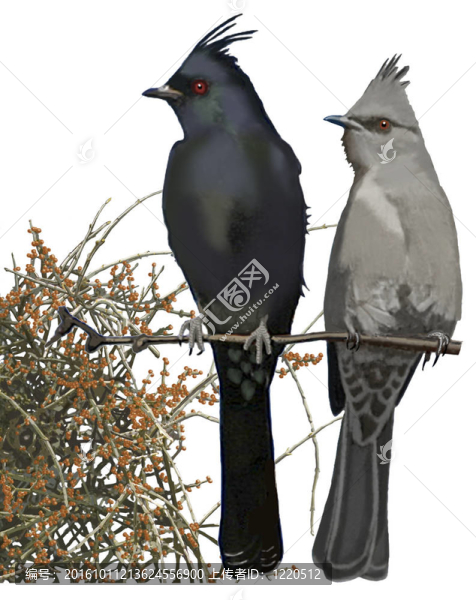 phainopepla槲寄生