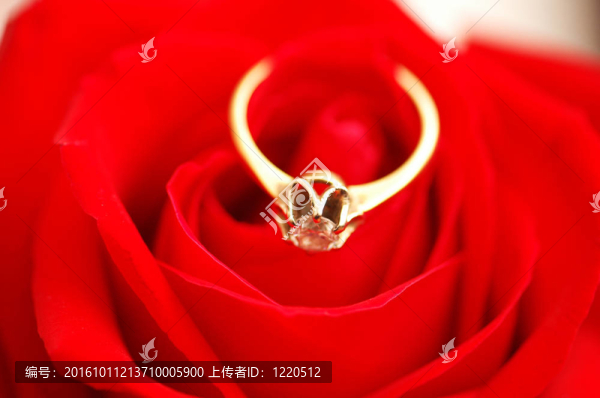 紅玫瑰上有鉆石的金戒指