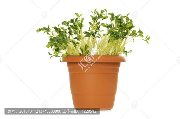 在粘土罐中生長的綠色幼苗
