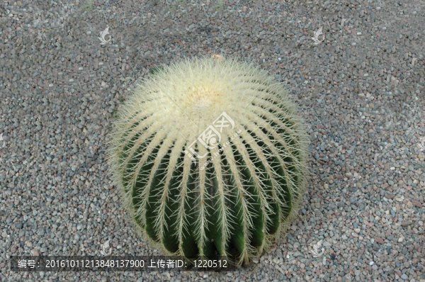 沙漠中的仙人掌