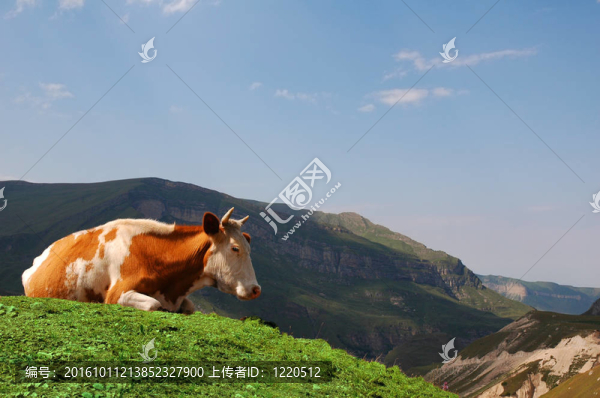在山上吃草