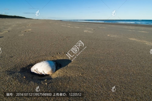 一個孤立的貝殼在沙灘上的廣角照片