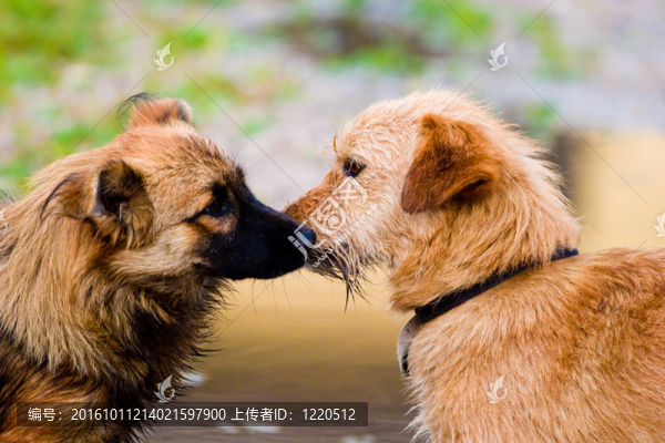 狗