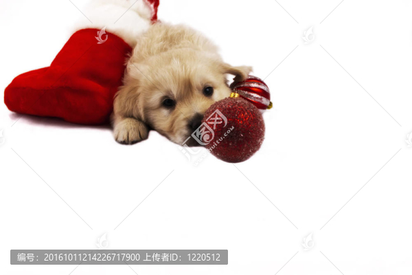 黃金獵犬小狗孤立在白色圣誕玩具和零食
