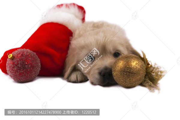 黃金獵犬小狗孤立在白色圣誕玩具和零食