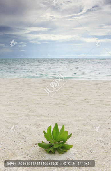 該小灌木（Hernandia,nymphaeifolia）在康杜瑪島島的海灘；馬爾代夫