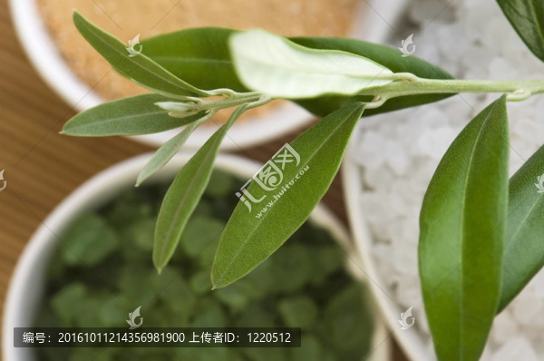 新鮮橄欖枝和沐浴鹽。SPA