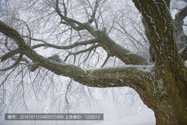 白霜