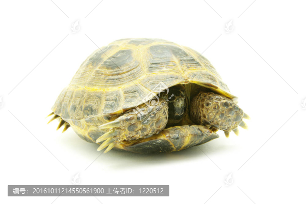烏龜