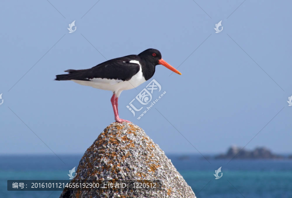 歐亞蠣鷸（Haematopus,ostralegus）在磐石上；英國錫利群島。