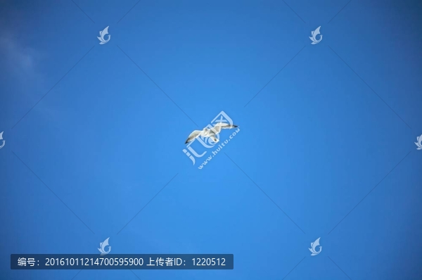 白seagul前