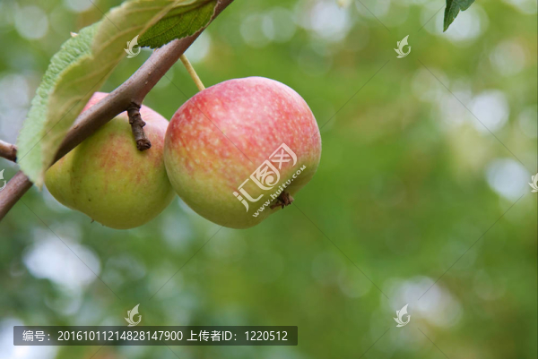 蘋果