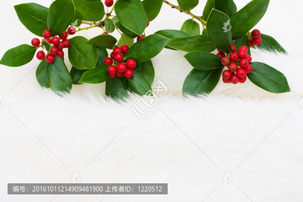 冬青漿果