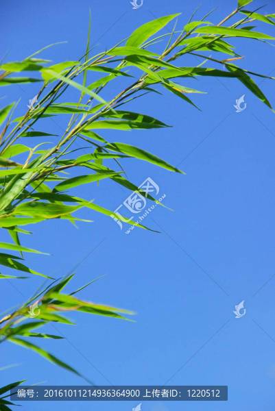 竹37