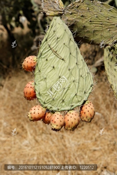 tzabar仙人掌的果實；或仙人掌（Opuntia,ficus,Indica）