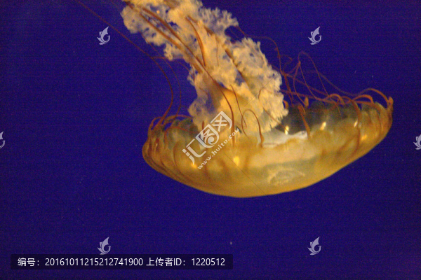 水母游泳