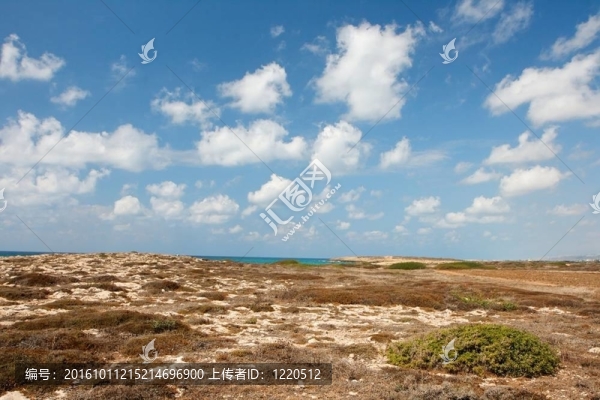藍天下沙灘上褐色秋天灌木的風景