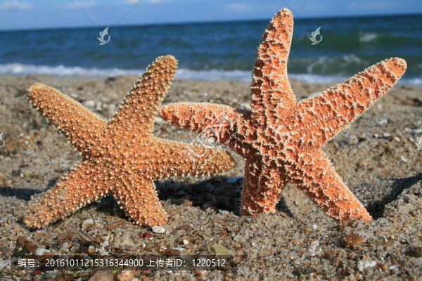 海星