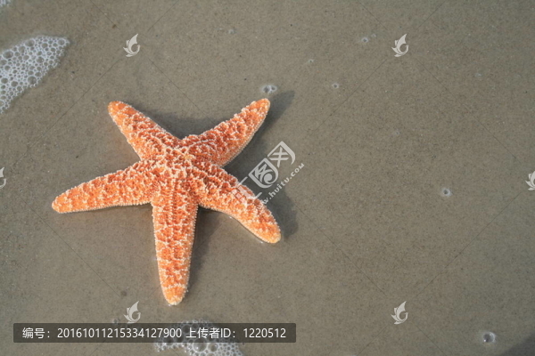 海星