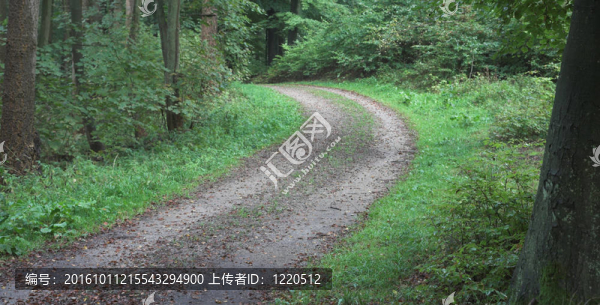 在森林里
