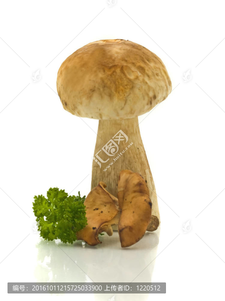 蘑菇和綠色香菜