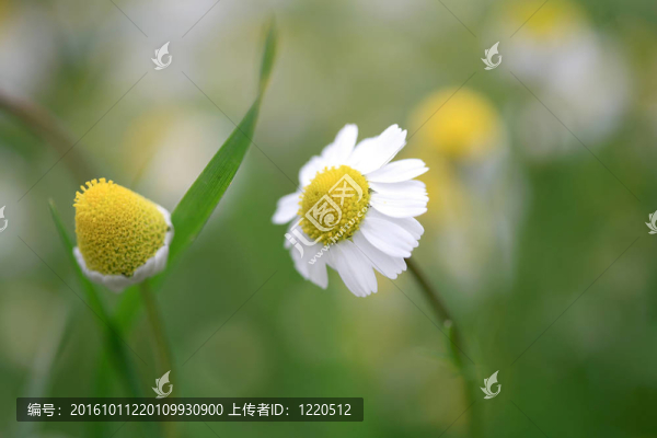 雛菊的背景