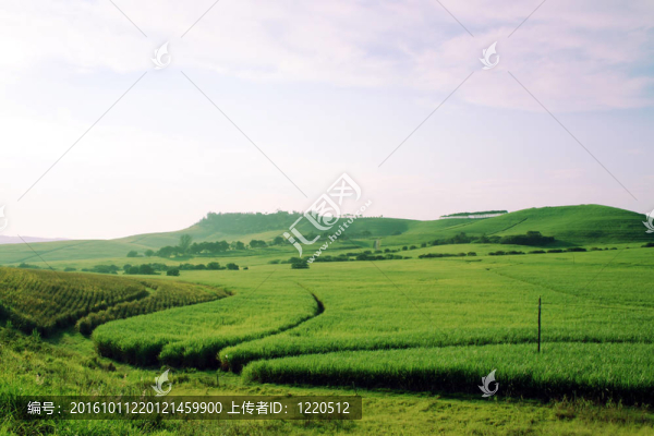 綠色的田野