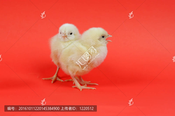 可愛(ài)的小雞