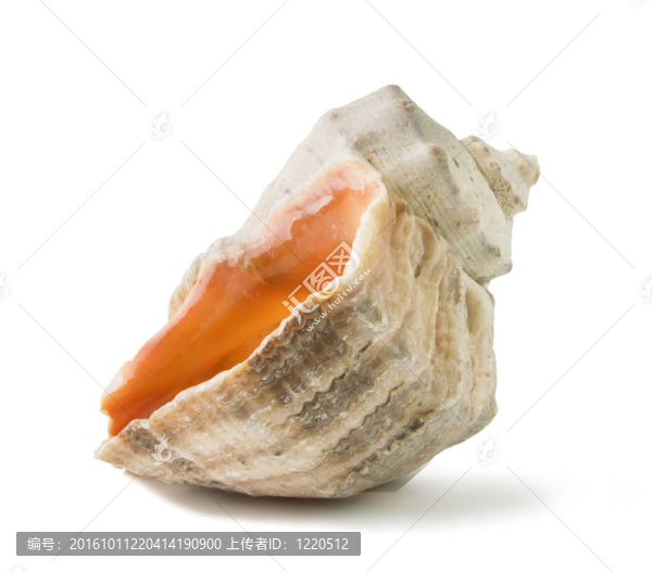 海貝殼接近