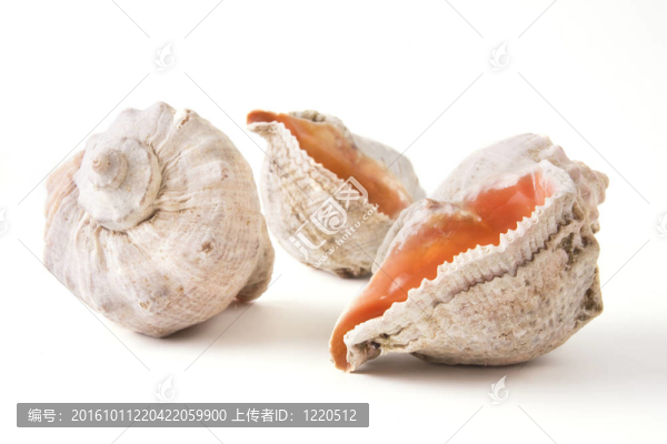 海貝殼接近