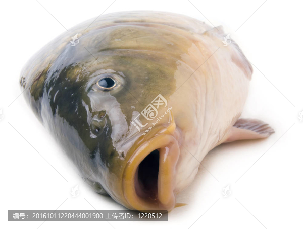 白色大鯉魚頭