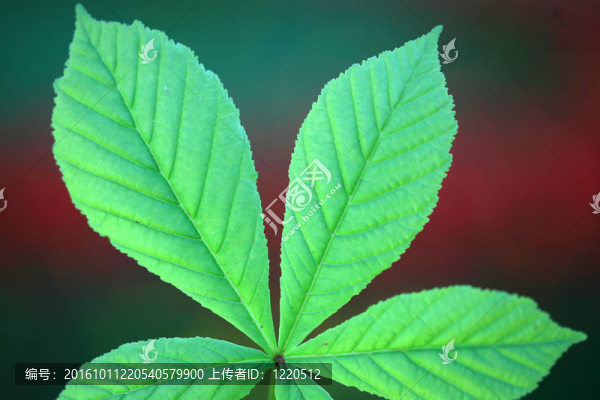 葉的背景