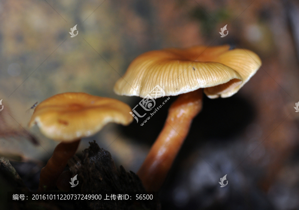 蘑菇