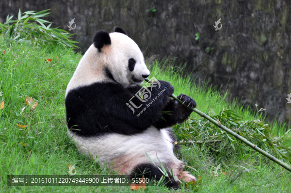 熊貓