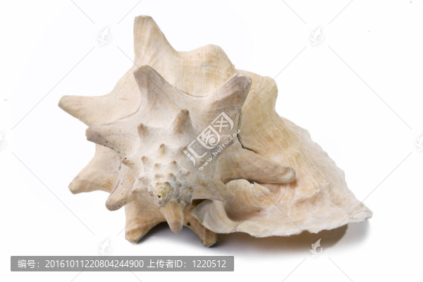 白色背景下的大貝殼