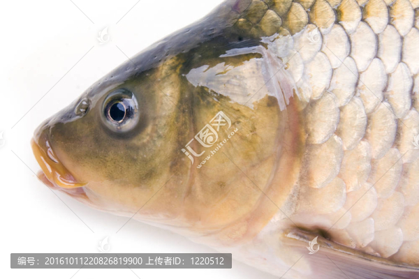 白色大鯉魚頭