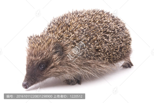 hedgehoge成年雄性白色隔離