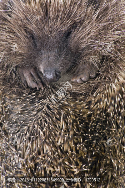 hedgehoge成年男性特寫