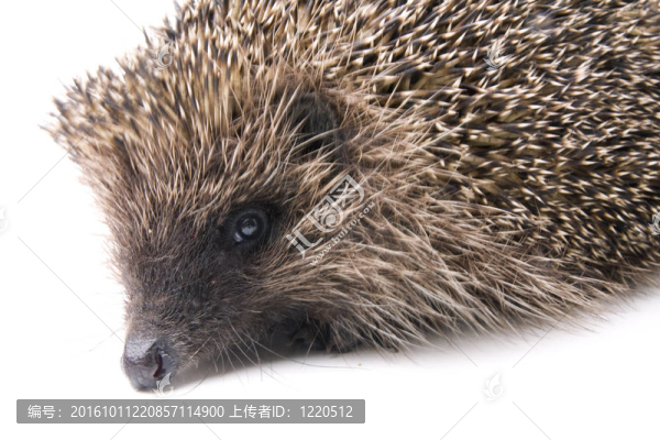 hedgehoge成年雄性白色隔離