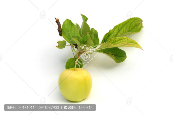 青蘋果