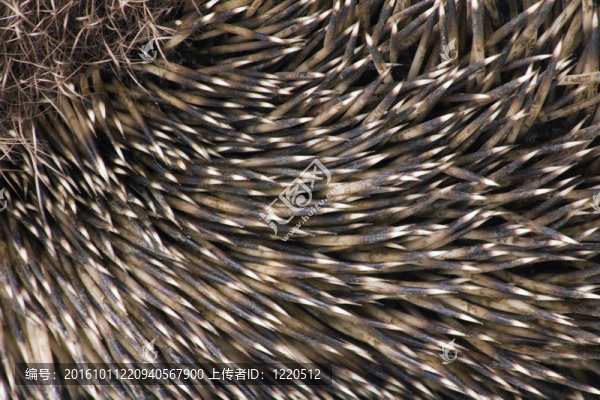 hedgehoge成年男性特寫