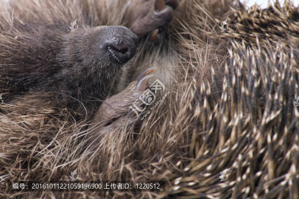 hedgehoge男性adultclose起來(lái)