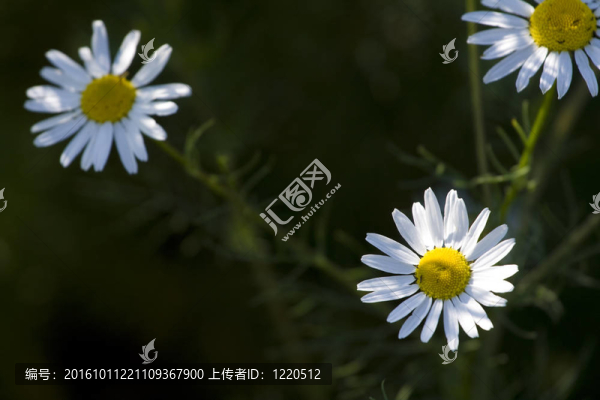 在黑色背景上的白色菊花
