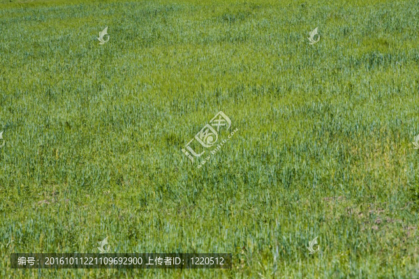新鮮夏草為背景