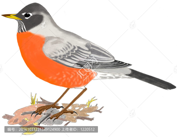 北美知更鳥