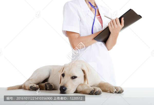 獸藥照顧狗