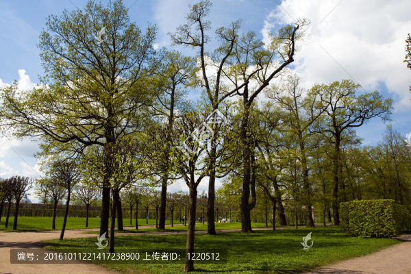 春天的公園