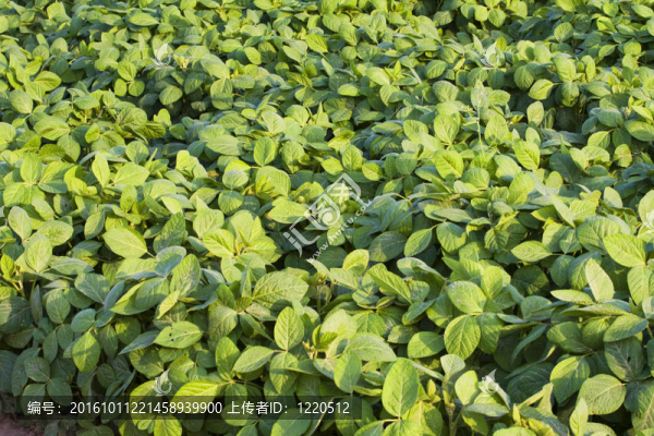 綠色種植大豆田